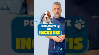 Il tuo cane o gatto tossisce dopo aver mangiato?Scrivilo nei commenti! #cane #gatto #polmonite