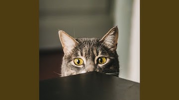 Pulsating Ambience for Comfy Cats