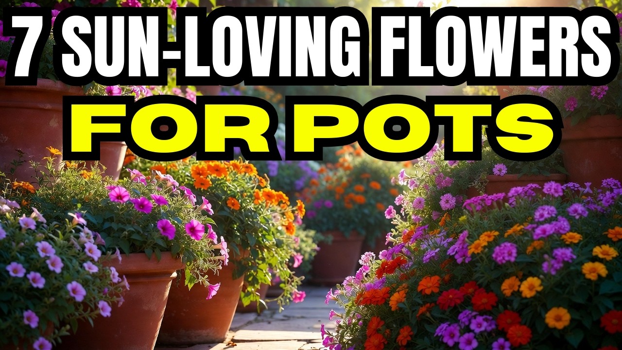 🌸 7 Best Flowers for Containers in Full Sun | Heat-Loving Plants That ...
