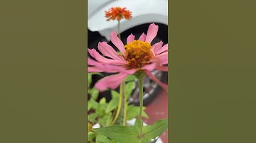 Thumbnail of La flor