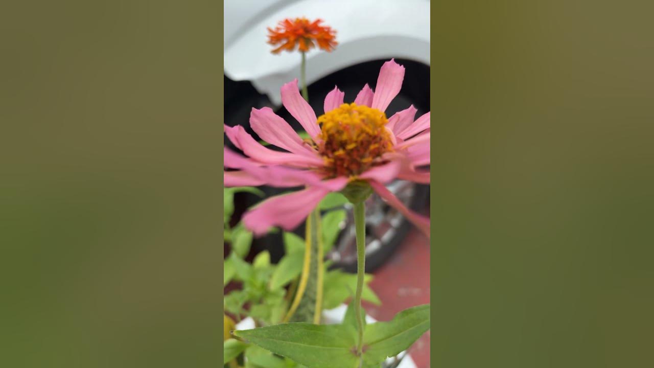 La flor La flor