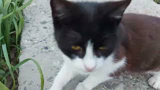 Bağ Heyati Bakı Bagları