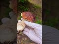 หาง่ายเกินบ้างที เห็ดผึ้งหวาน king bolete mushroom #nature #เก็บเห็ด #เยอรมัน