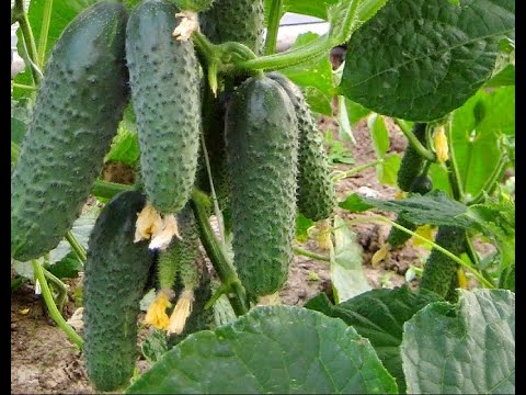 Мои секретные сорта(гибриды) огурцов, которые просто завалят вас урожаем.