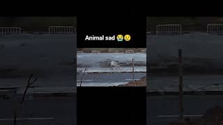 #trending #shorts #viral #shortsfeed #viralanimals #animallove #animalshorts #gaumata #sadanimals 😭😢