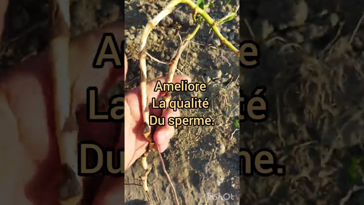 askerci, salsepareille, smilax aspera.