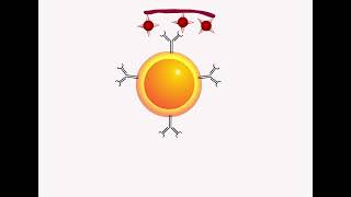 B cell activation by T independent antigens HSeT Animation Library