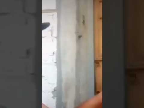 اكبر كالة شمه في العالم