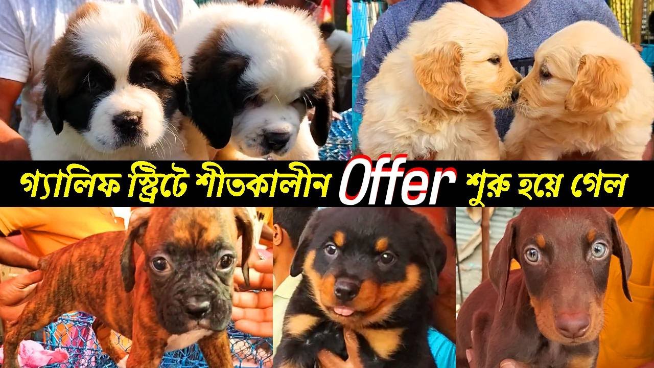 Galiff Street Pet Market Kolkata dog market in kolkata Dog Price