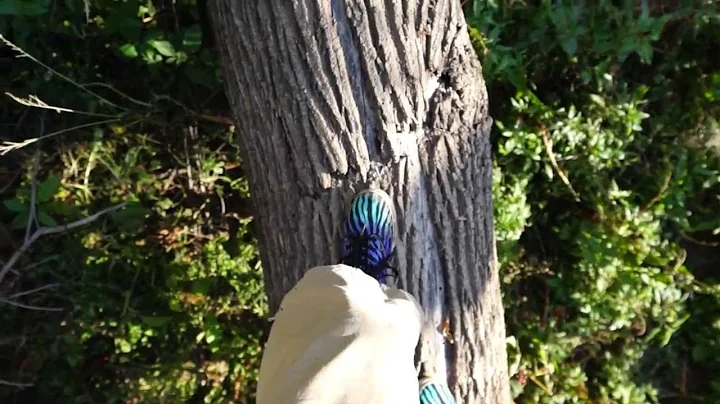 AmputeeOT: Hiking with a prosthetic leg