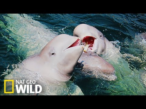 Les belugas dans les eaux du Saint-Laurent