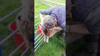 I've started shearing our rescued sheeps bums..