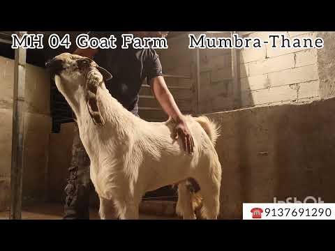 Palai Goats |