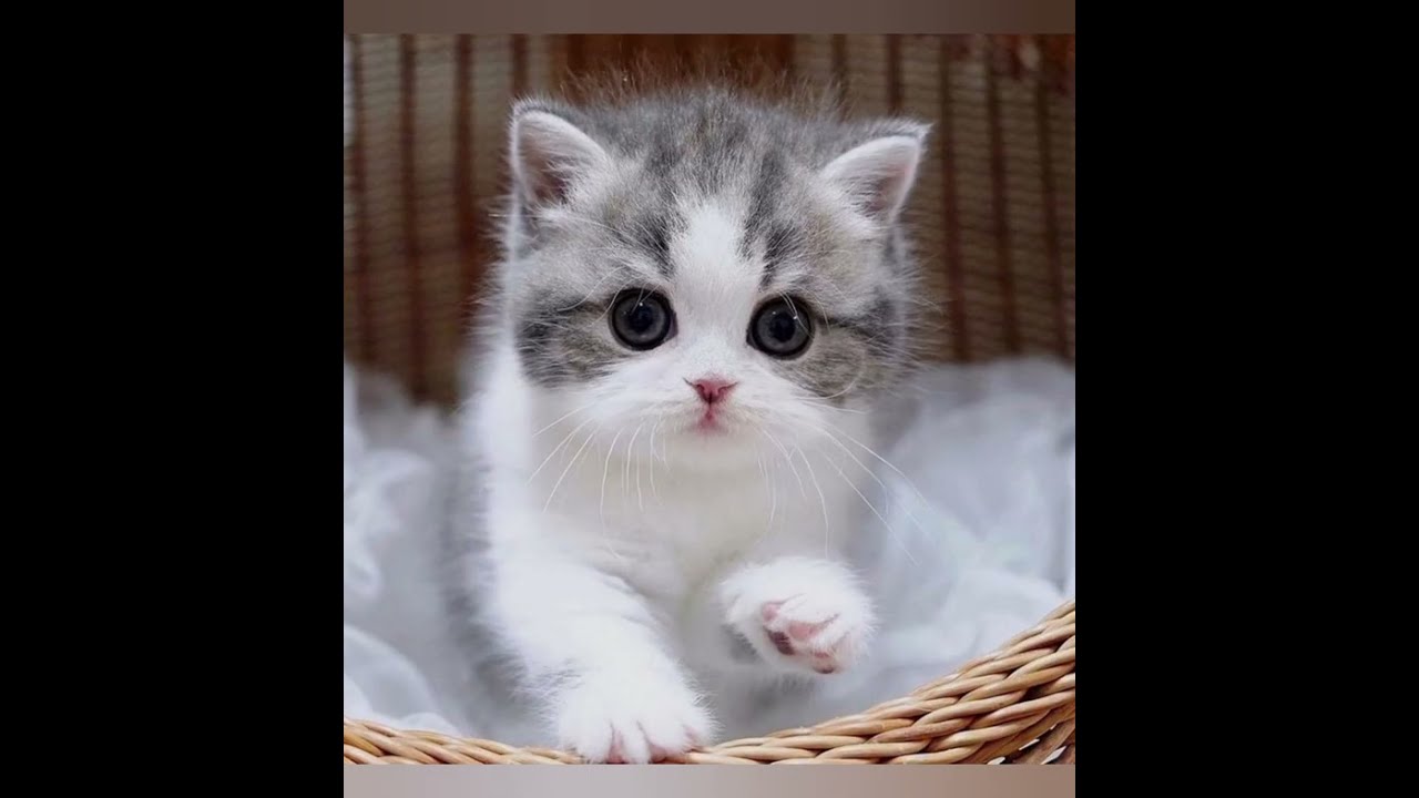 #cuteanimals #viral #kittens #cutecats #catvideos #kittens ❣️❣️