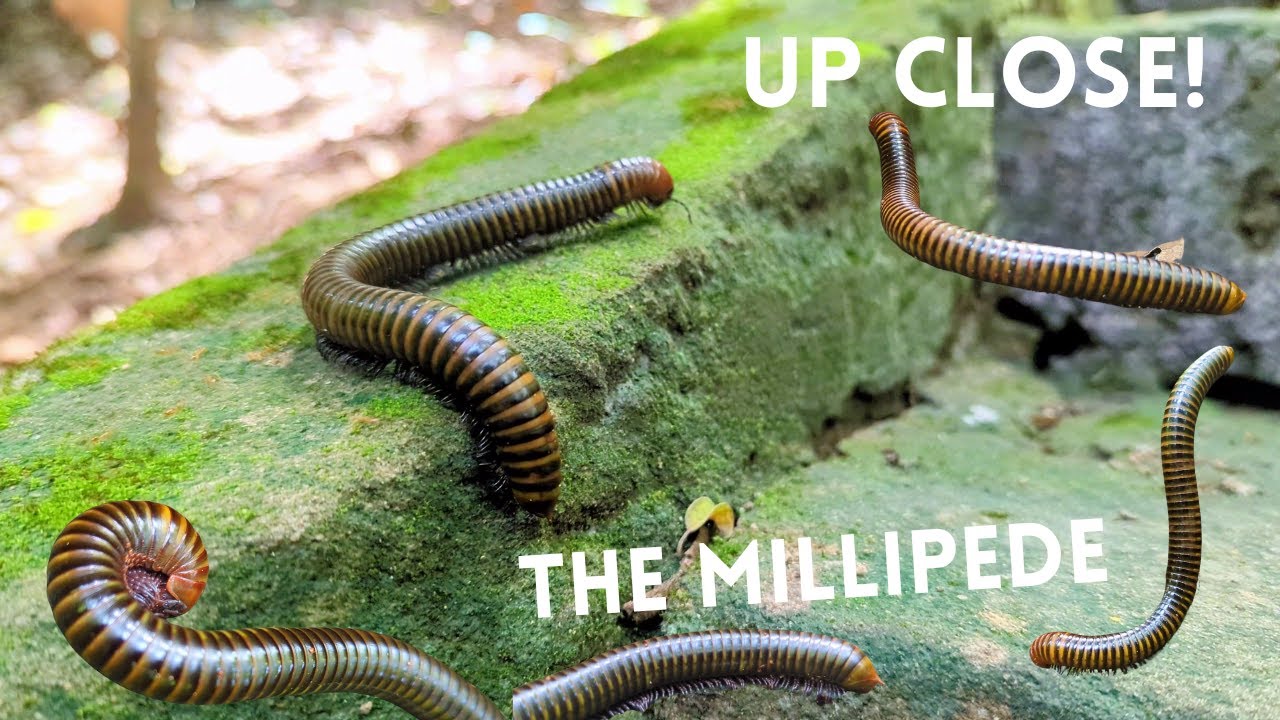Up Close Millipede Exploring the Mountain Forest