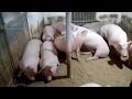 Свиньи кума.Спустя три месяца.Результат.Откорм свиней.Покупка свиней на Серво Люкс Генетик.Часть 4