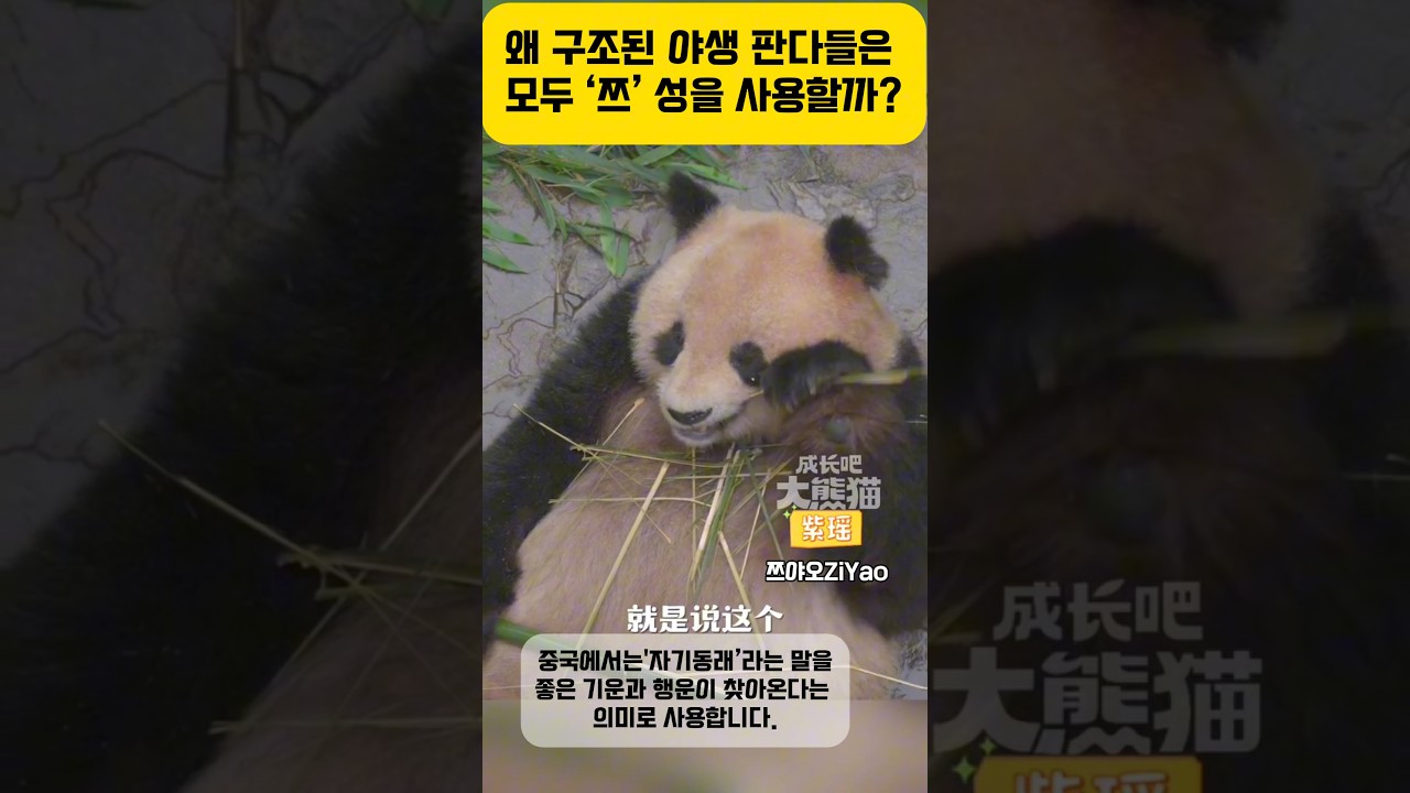 Panda Facts] There's a deep meaning behind the 