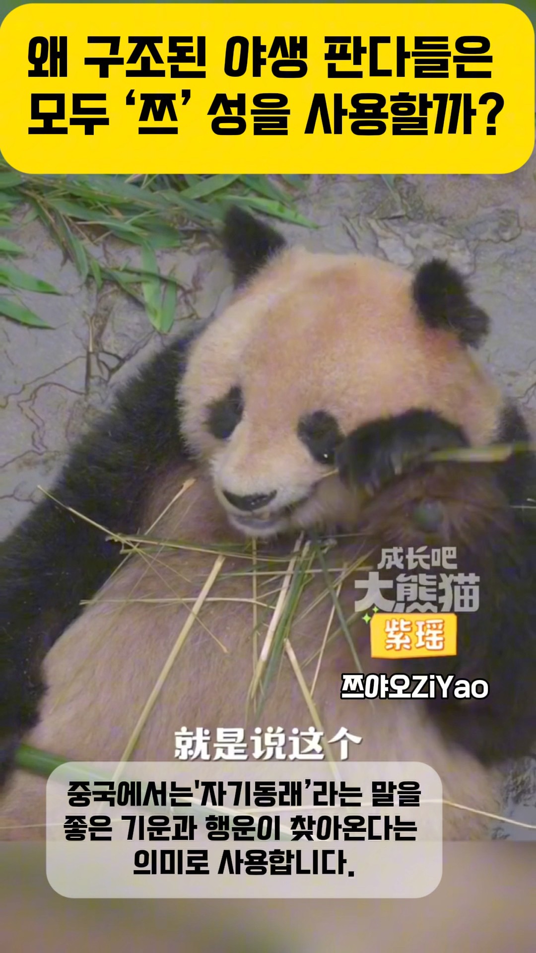 Panda Facts] There's a deep meaning behind the 