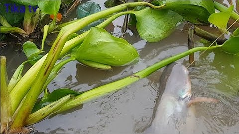 Cắm Câu Cá Tra Sông Bằng Chai Nhựa Mồi Chuối Quá Đã || Sông nước miền tây