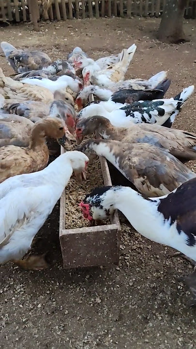 🦆🦆🦆😱🎉🎉 #duck #animals #entok