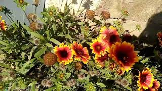 Very Beautiful Red-Yellow Flowers