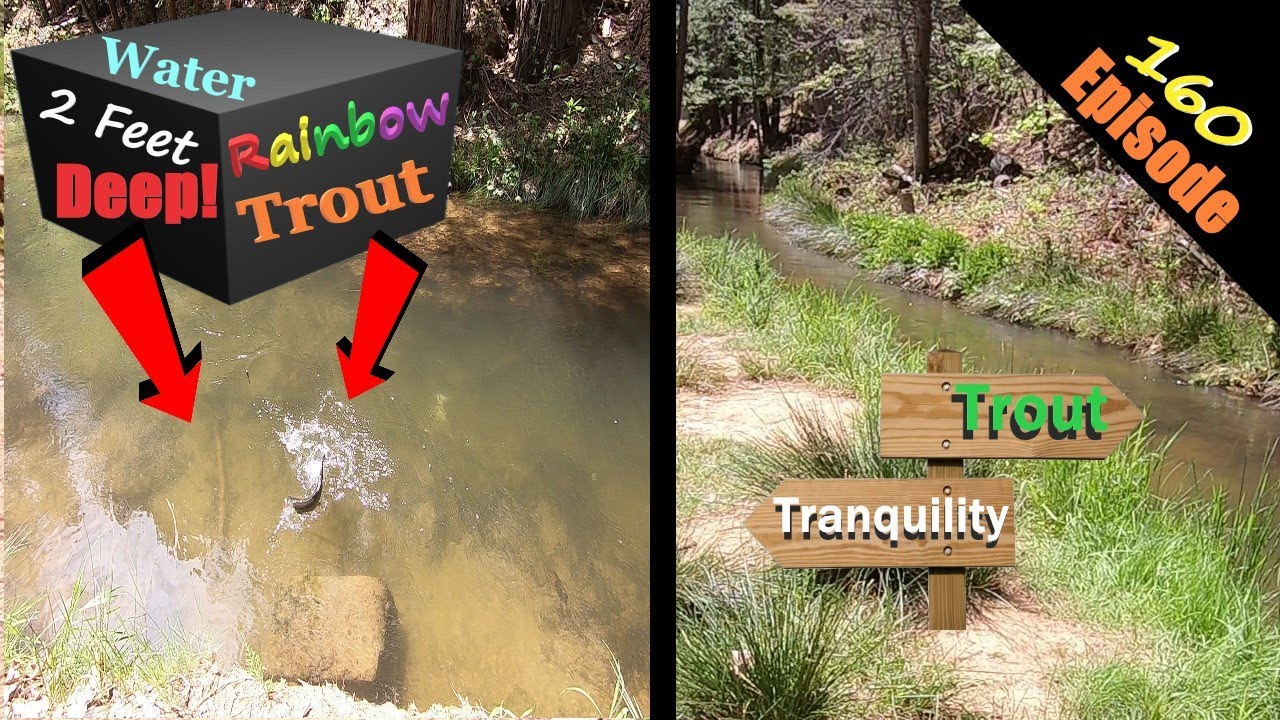 Catching TROUT in 2 FEET OF WATER! Trout Fishing in STUNNING Twain