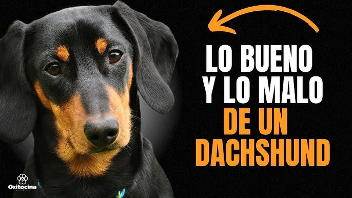 Guía del DACHSHUND o Perro SALCHICHA: Cría, Cuidado y Adiestramiento