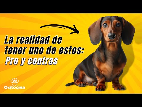 Video: Confesiones de un hombre Crazy Dog Lady