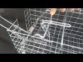 How to set a Procull squirrel trap