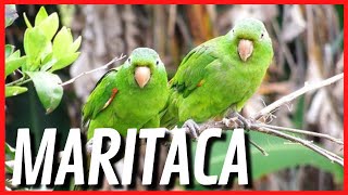 Maritacas Gritando - Belezas Da Natureza