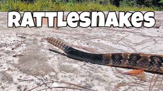 Searching for Venomous Snakes in South Carolina | Timber Rattlesnake