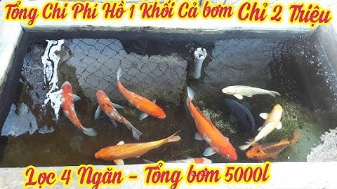 Hồ Cá Koi 1 Khối 4 Ngăn Lọc Chi Phí Cả Bơm 2 Triệu - Lọc Nước Tốt - Cá Mút Tay. Hồ Em Quân Ở Đắk Lắk