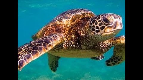 Class 6 English Unit 1 Prose Sea turtles Book back Exercise