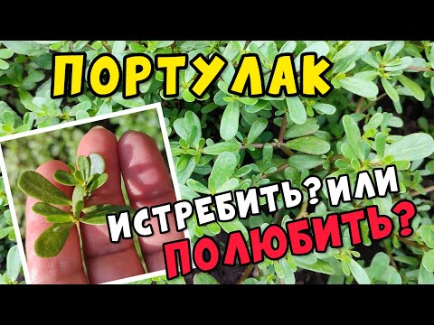 ПОРТУЛАК. ЧТО ЭТО? Сорняк, лекарство, или ДЕЛИКАТЕС? ПОЛЬЗА и вред ПОРТУЛАКА