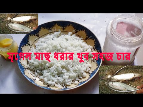 ভিডিও: মাছ ধরার জন্য কোন বাতাস সবচেয়ে ভাল