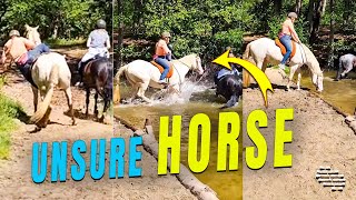 Horse Was Unsure if She Likes Water or Not Then Decided to Rush Out