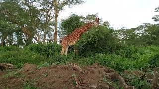 Giraffe browsing on the topmost of the tree hence no need for water daily 