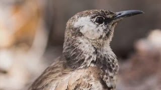 Bill Weir Meets One Of The Worlds Rarest Birds