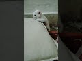 #cutecat #funnycat #trendingshorts