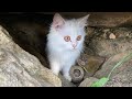 Animal rescues save the cat in a cave containing treasure that is protected by a curse