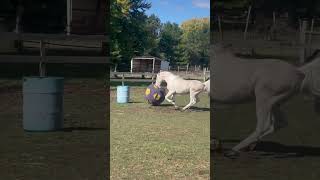 American Saddlebred Stallion Enjoys Soccer Ball
