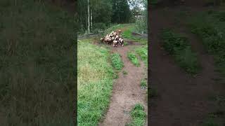 Dorper Va Ramon Zotidan Olingan Qoylar