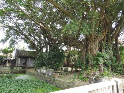 Làng Cổ Am quê em: Làng khoa bảng, làng cách mạng