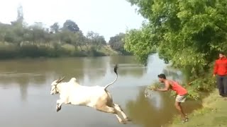 Animals Vs Water :Funny Animals (2025 Edition) 😂😂😂😂