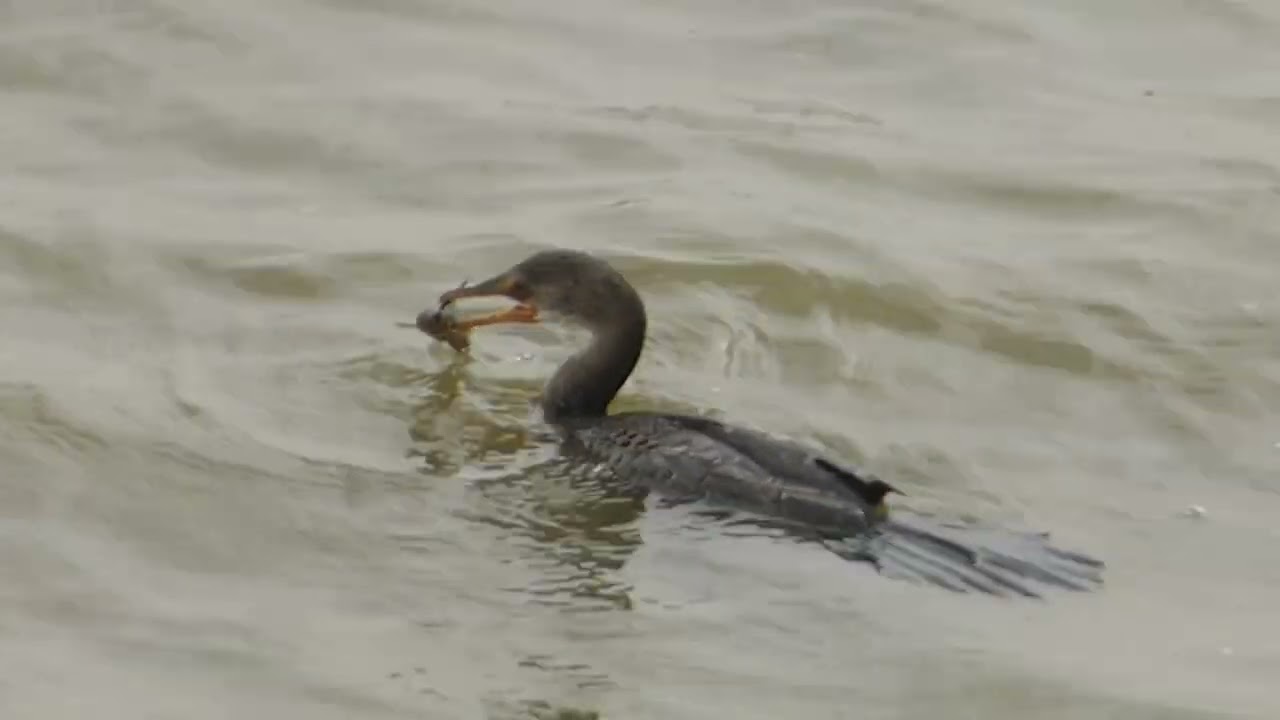 Long-tailed Cormorant, Microcarbo a. africanus, Djoudj NP, Senegal, 24 Febr 2020 (2/3)