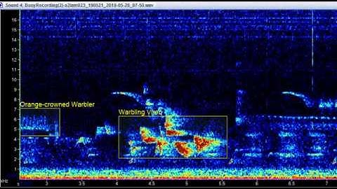 Sample S2L 1-min Spectrogram (with bird calls labeled)