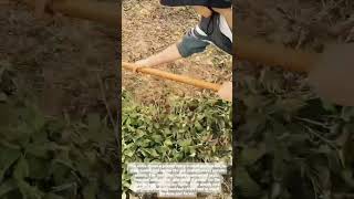 Fast Weed Removal Tool for Sweet Potato Farming #farming #gardening #shorts
