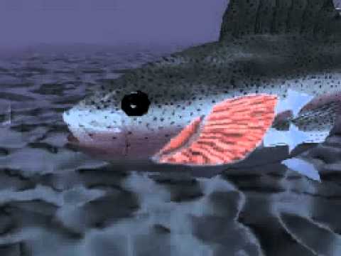 Video: Gill arches of fish. Functions of gill arches