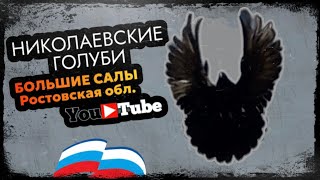 Николаевские голуби у Паши. Большие Салы. Ростов 🇷🇺 тел. +7 (928) 195-37-52