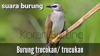GACORR BSUARA LIAR BURUNG TRUCUKAN/TROCOKAN MIRIP BURUNG KUTILANG
